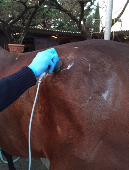 equine therapeutic ultrasound