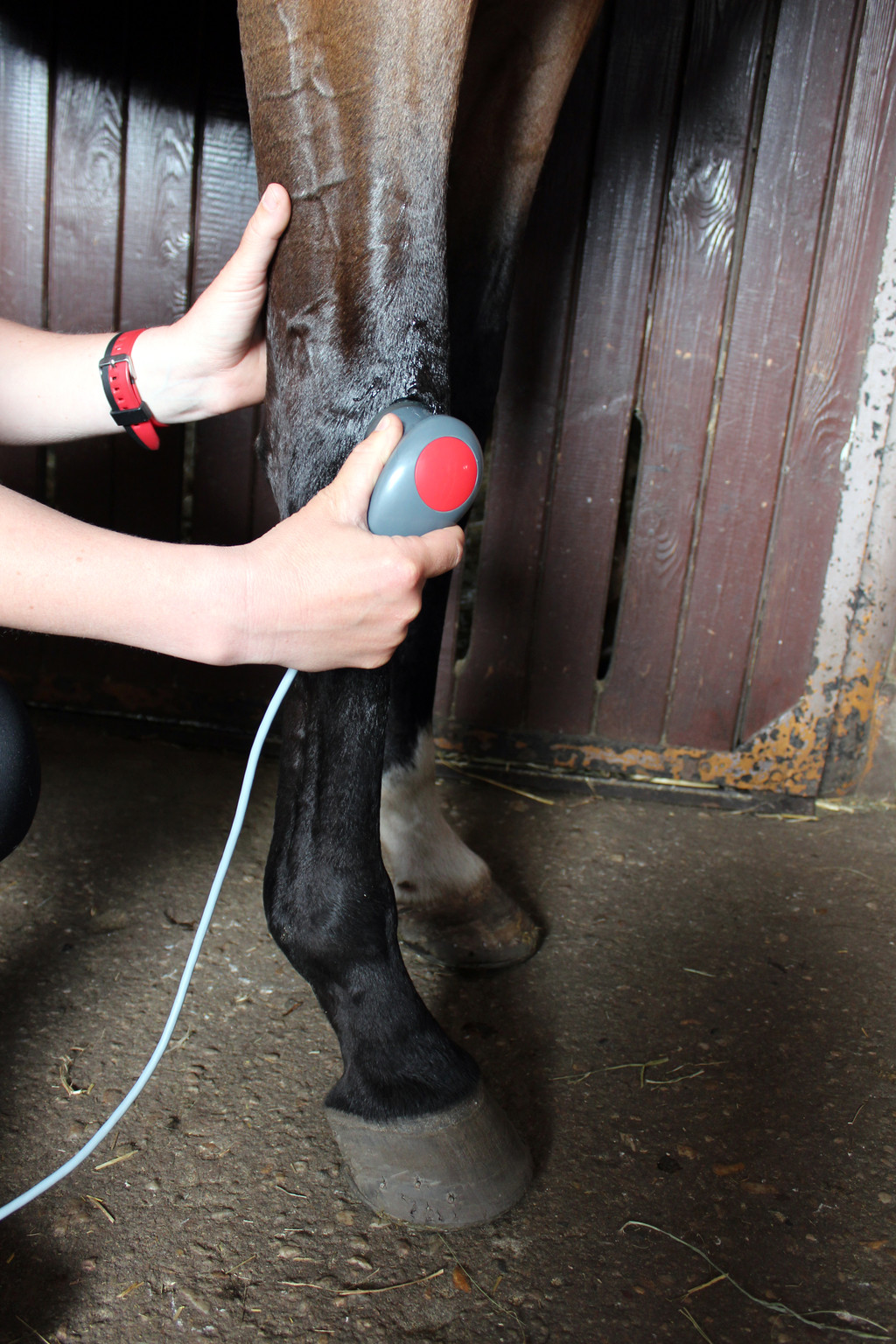 horse joint mobility limitations
