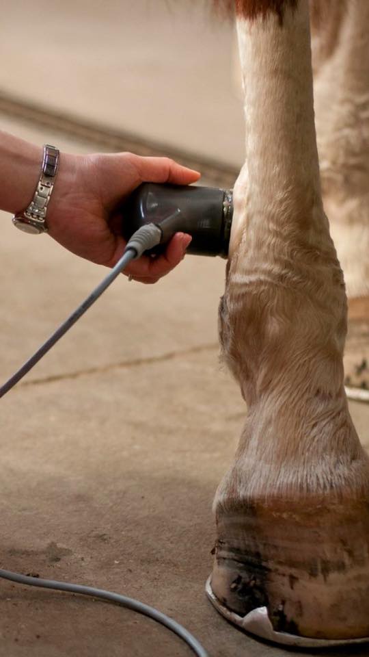 therapy ultrasound for horses
