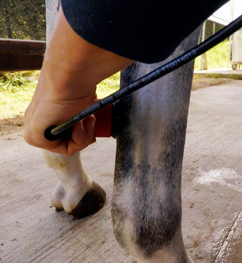 low frequency ultrasound and equine stretching